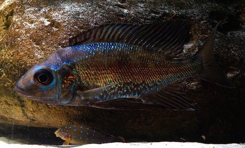 Cyathopharynx sp. 'green flush' Sibwesa